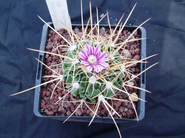 Stenocactus_lamellosus